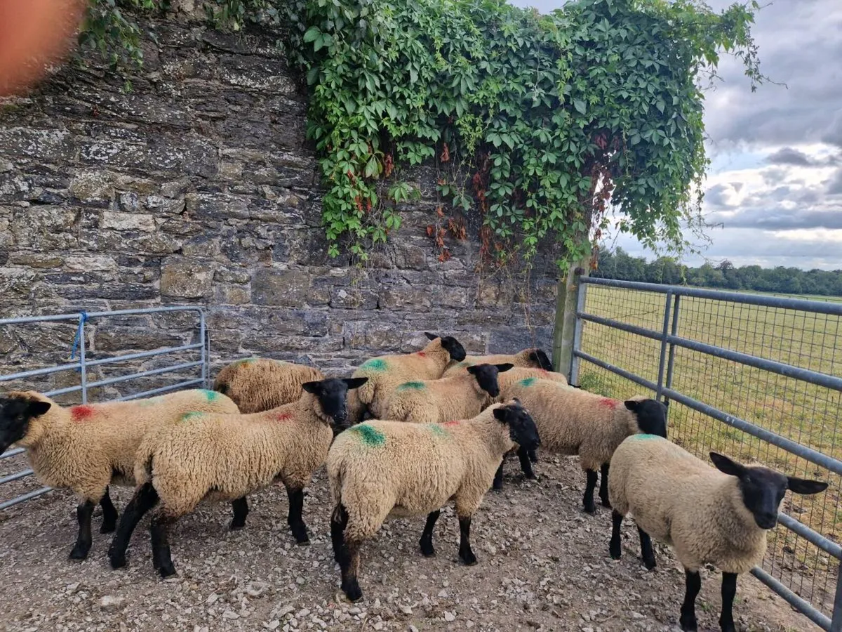 Suffolk x Mule Ewe Lambs - Image 3