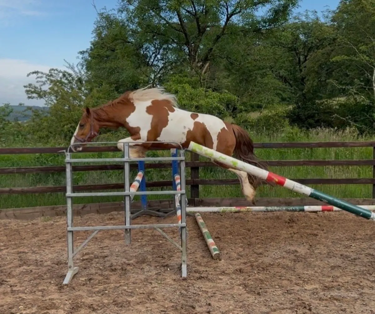 4yo 15.2hh skewbald gelding - Image 2
