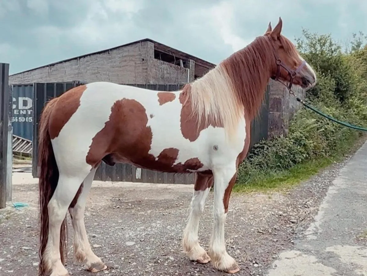 4yo 15.2hh skewbald gelding - Image 3