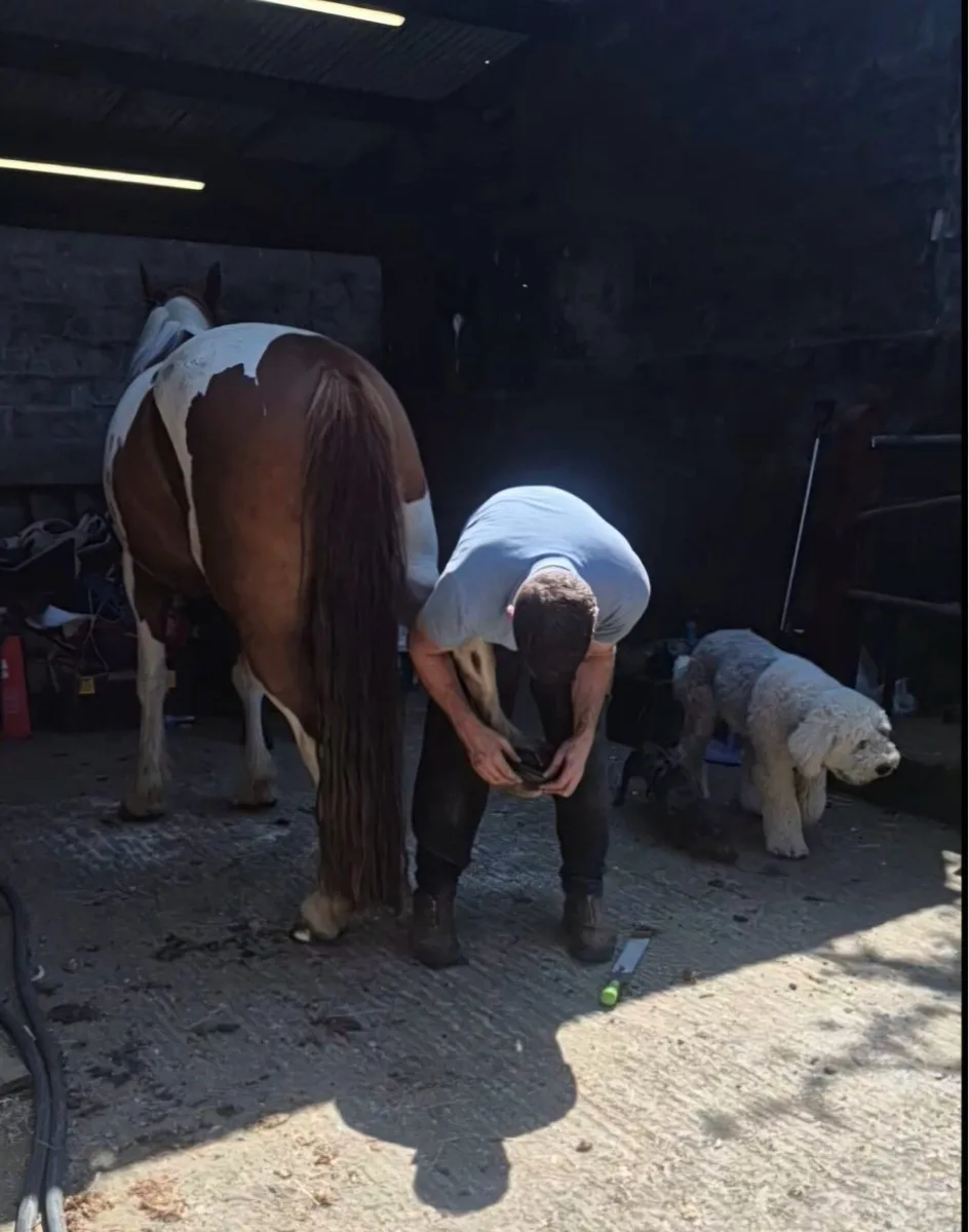 4yo 15.2hh skewbald gelding - Image 4