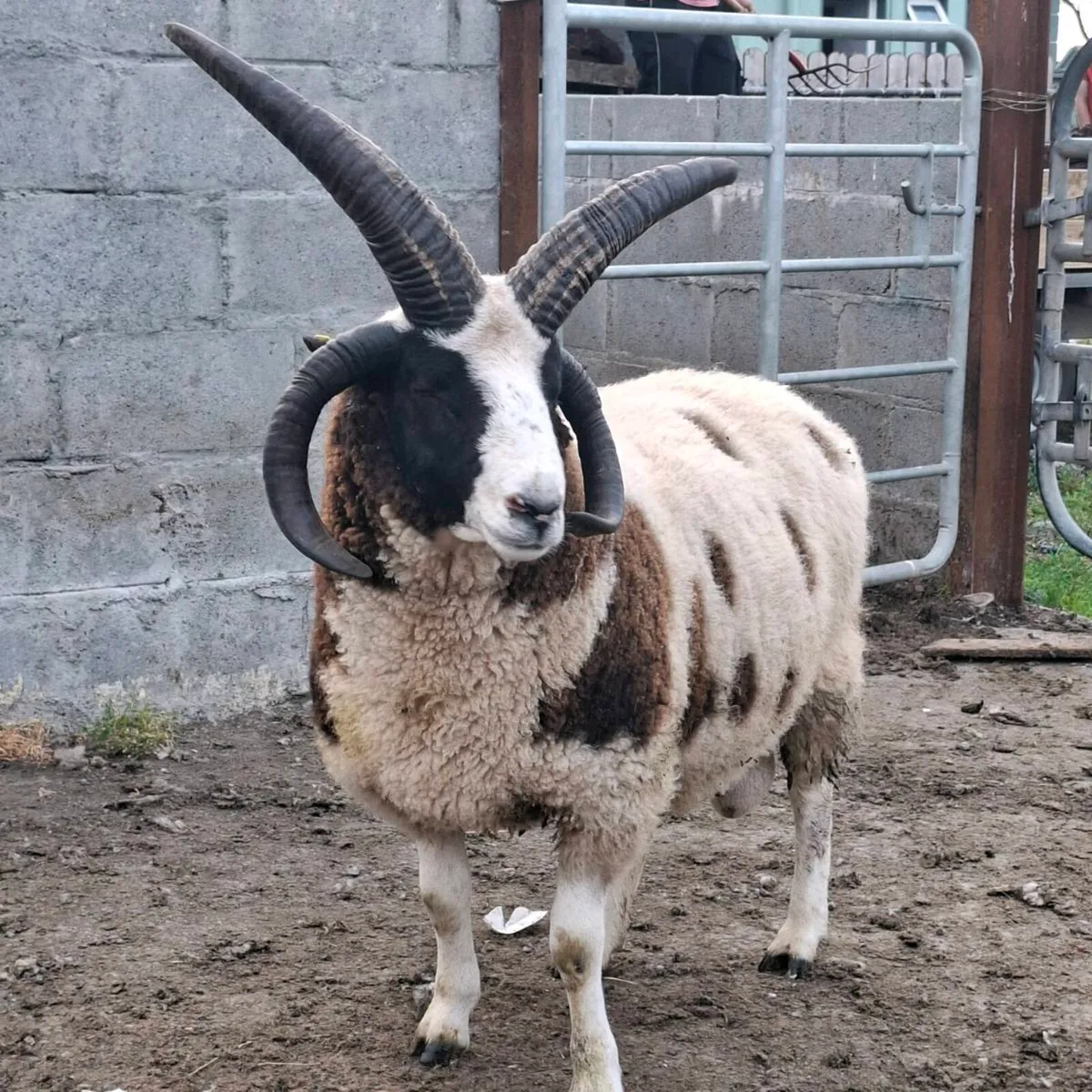Jacob sheep for Sale - Image 1