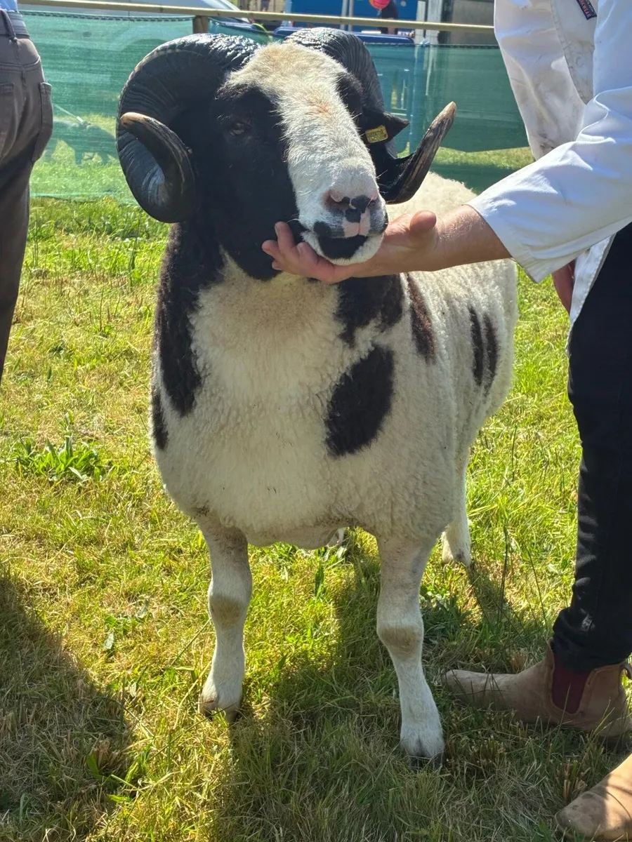 Jacob sheep for Sale - Image 4