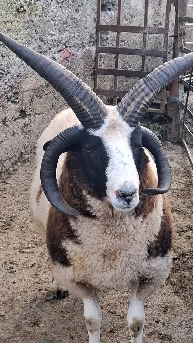 Jacob sheep for Sale - Image 2