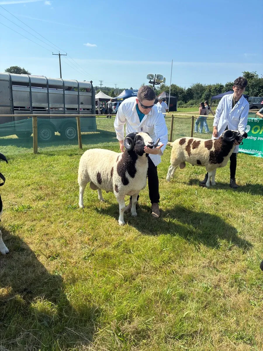 Jacob sheep for Sale - Image 3