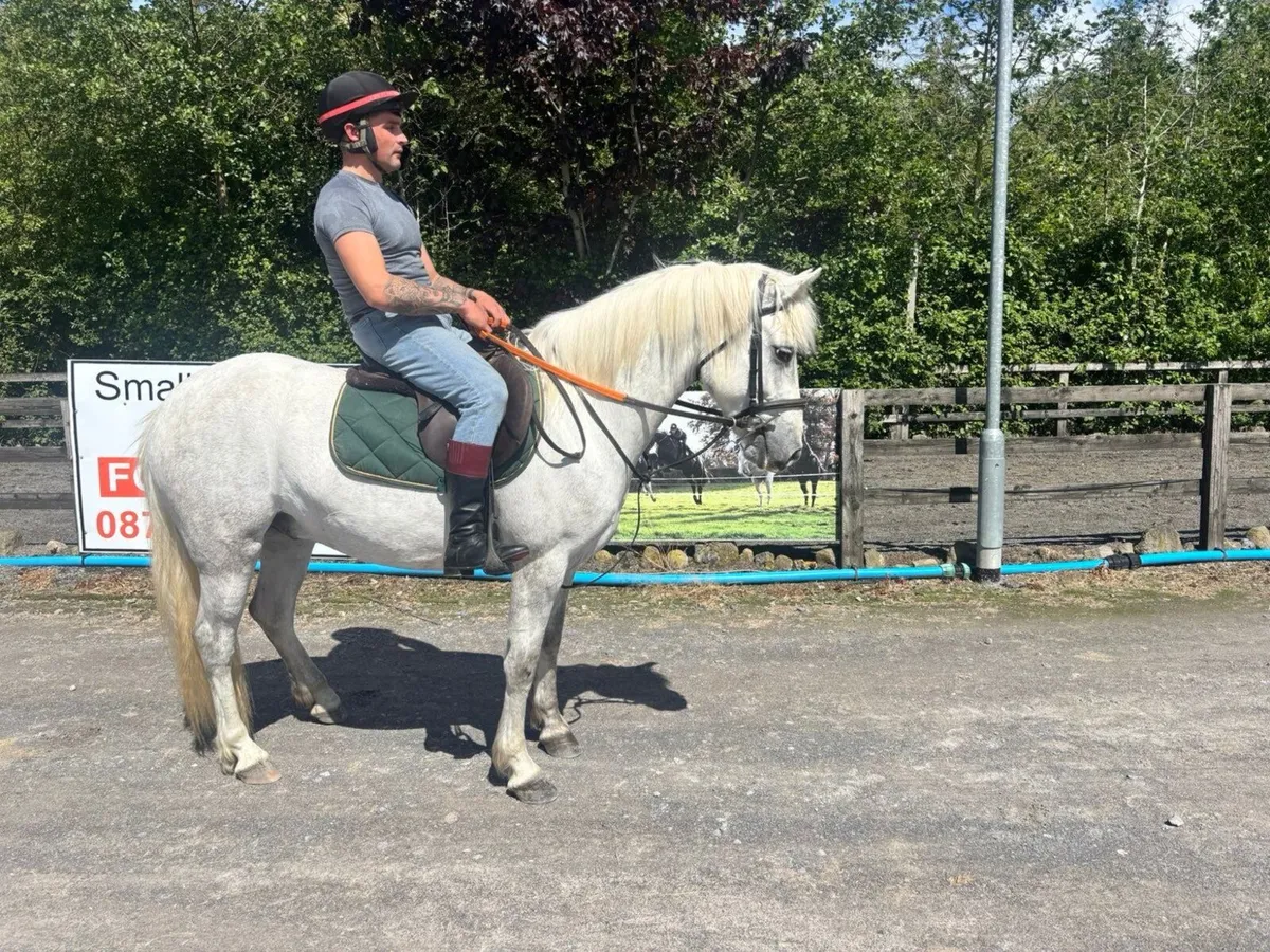 Connemara Pony - Image 2