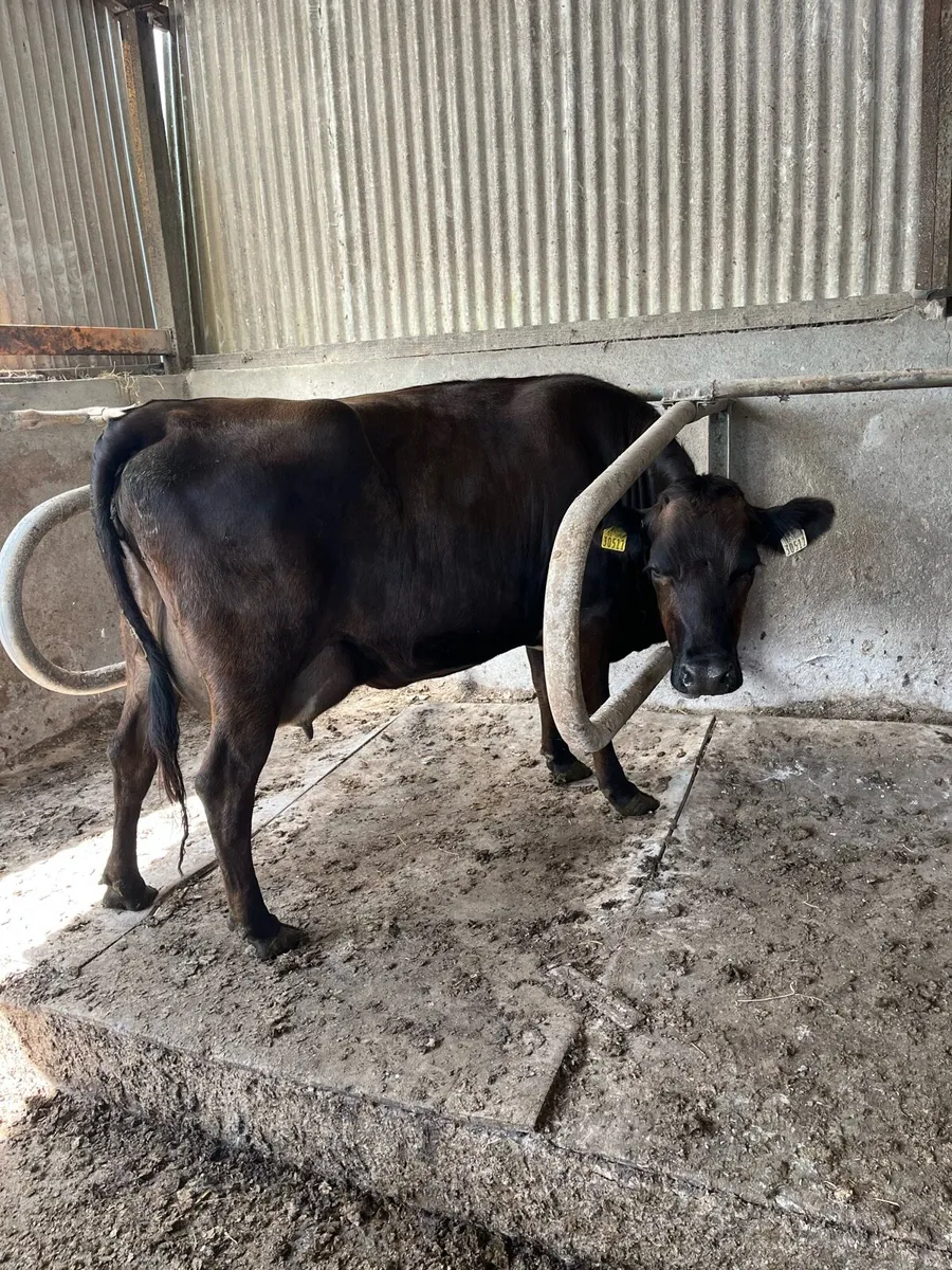 Freshly calved heifer - Image 1