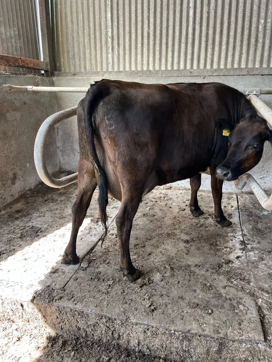Freshly calved heifer - Image 2