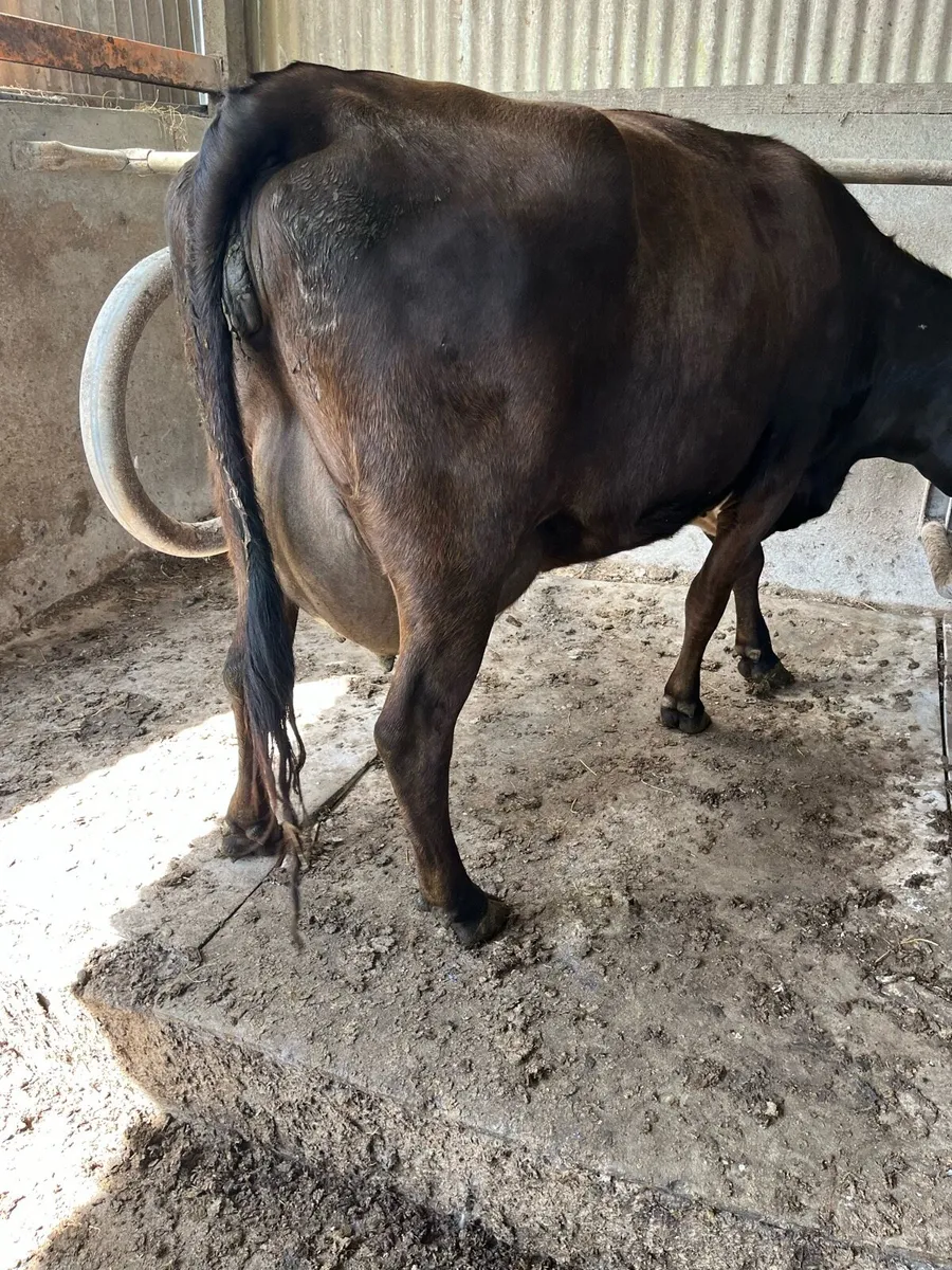 Freshly calved heifer - Image 3