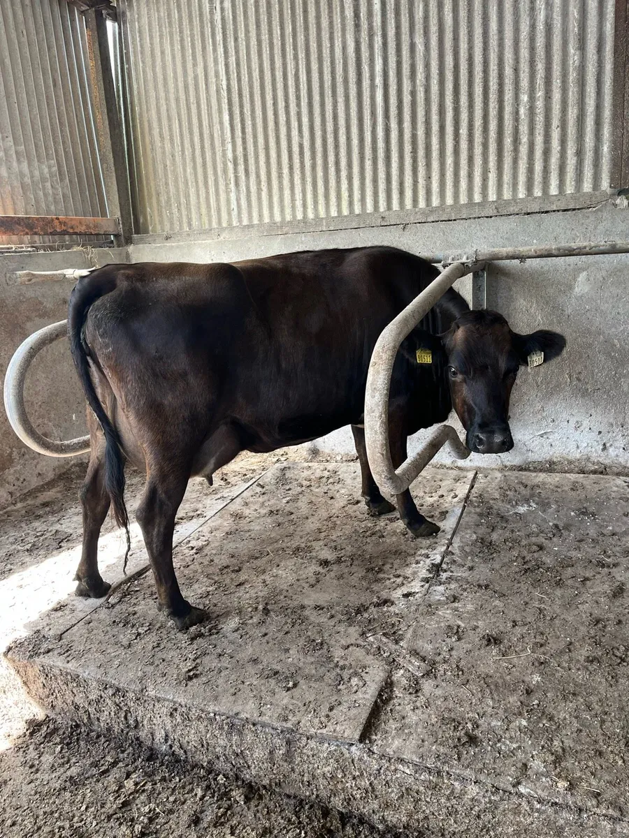 Freshly calved heifer - Image 4