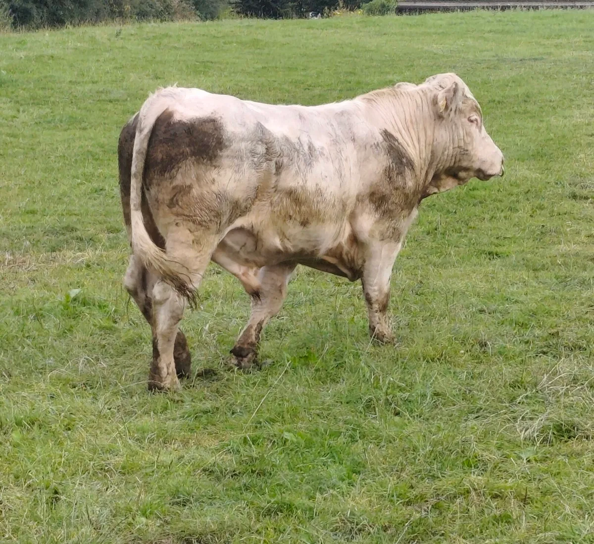 Pedigree Registered Charolais Bull - Image 2