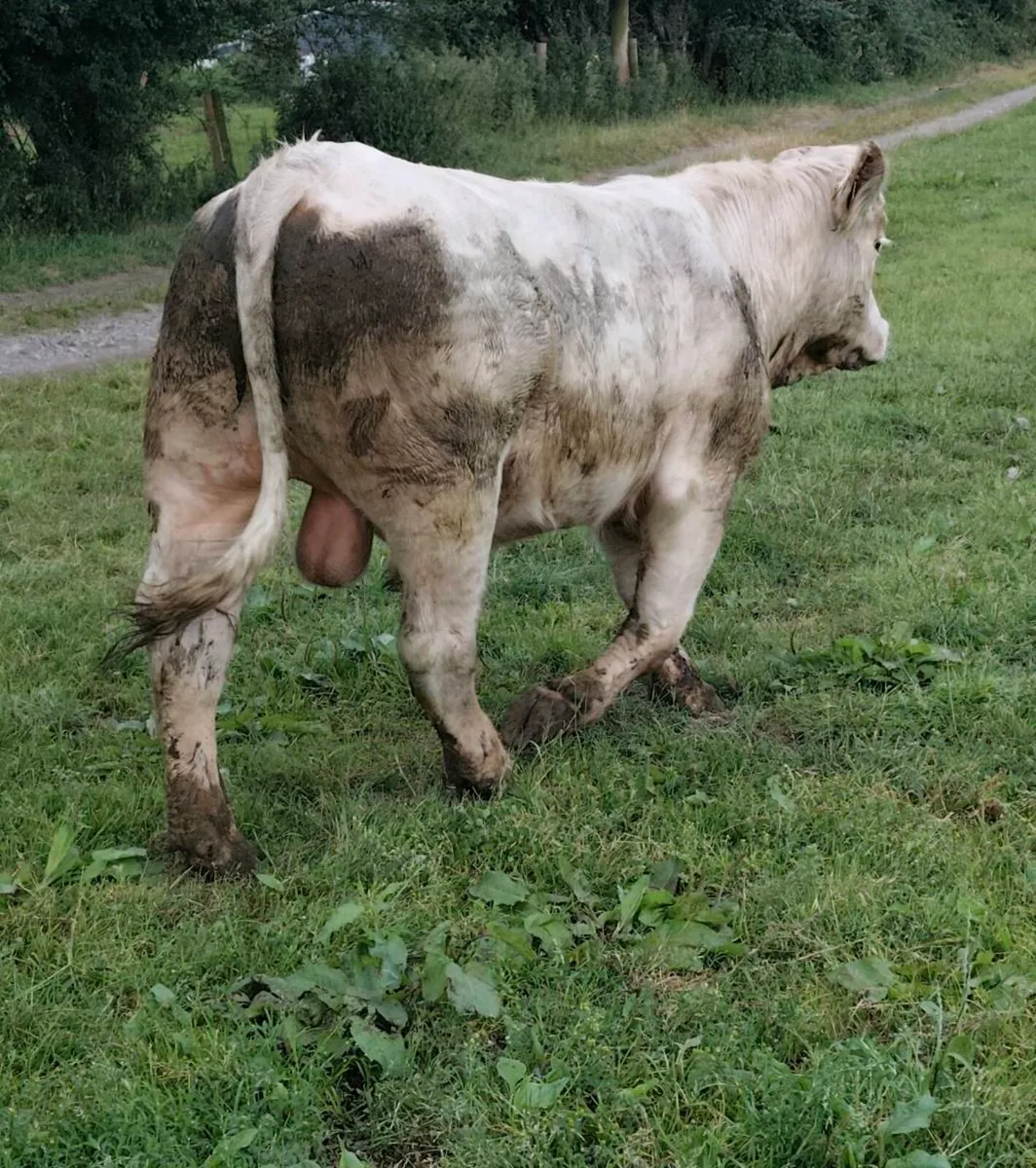 Pedigree Registered Charolais Bull - Image 3