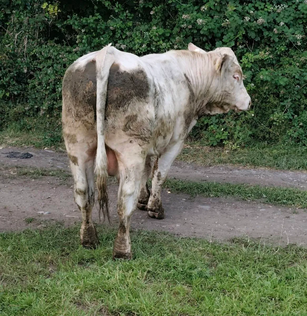 Pedigree Registered Charolais Bull - Image 1