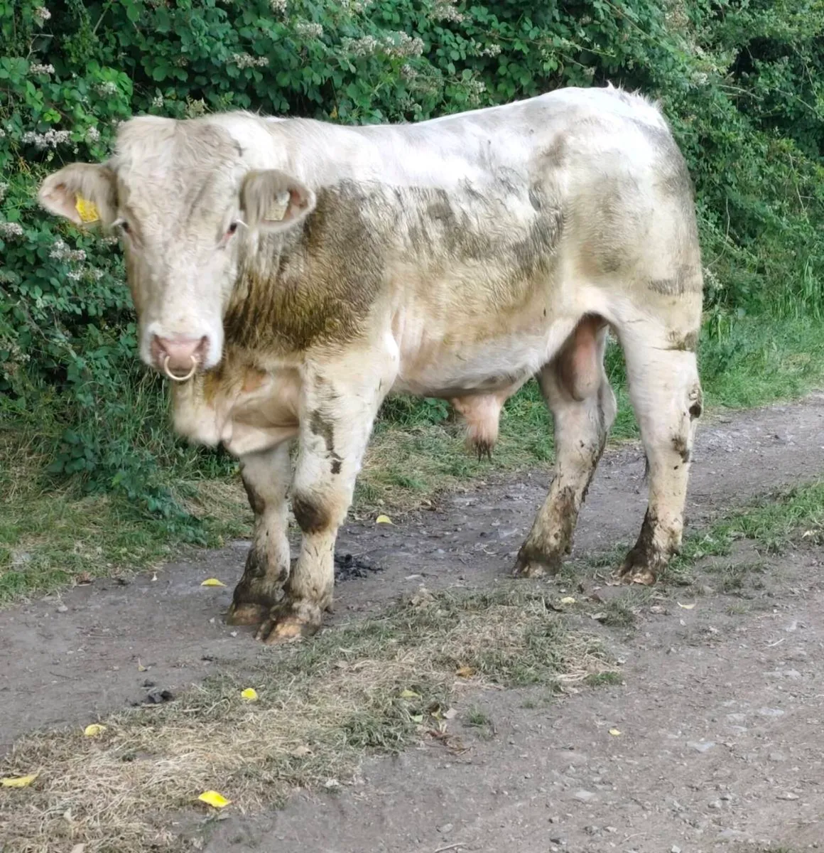 Pedigree Registered Charolais Bull - Image 4