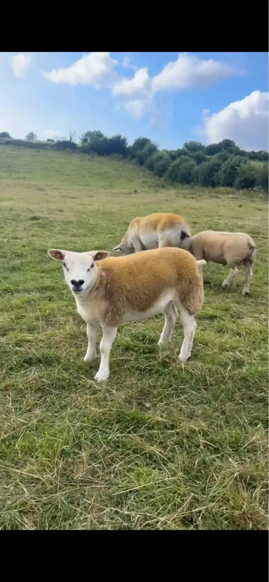 🔥Pedigree texel ram lambs and ewe lamb for sale - Image 4