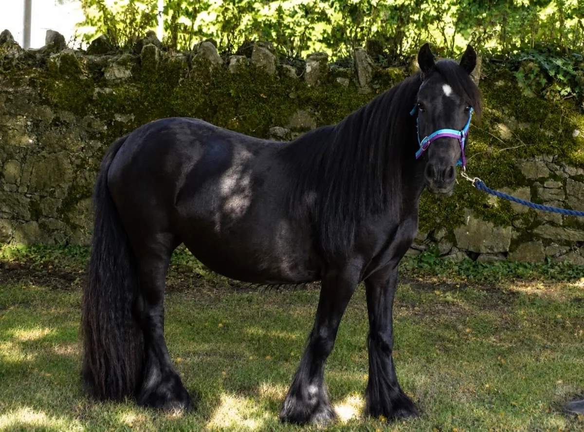 Proper little mare pony for sale - Image 3