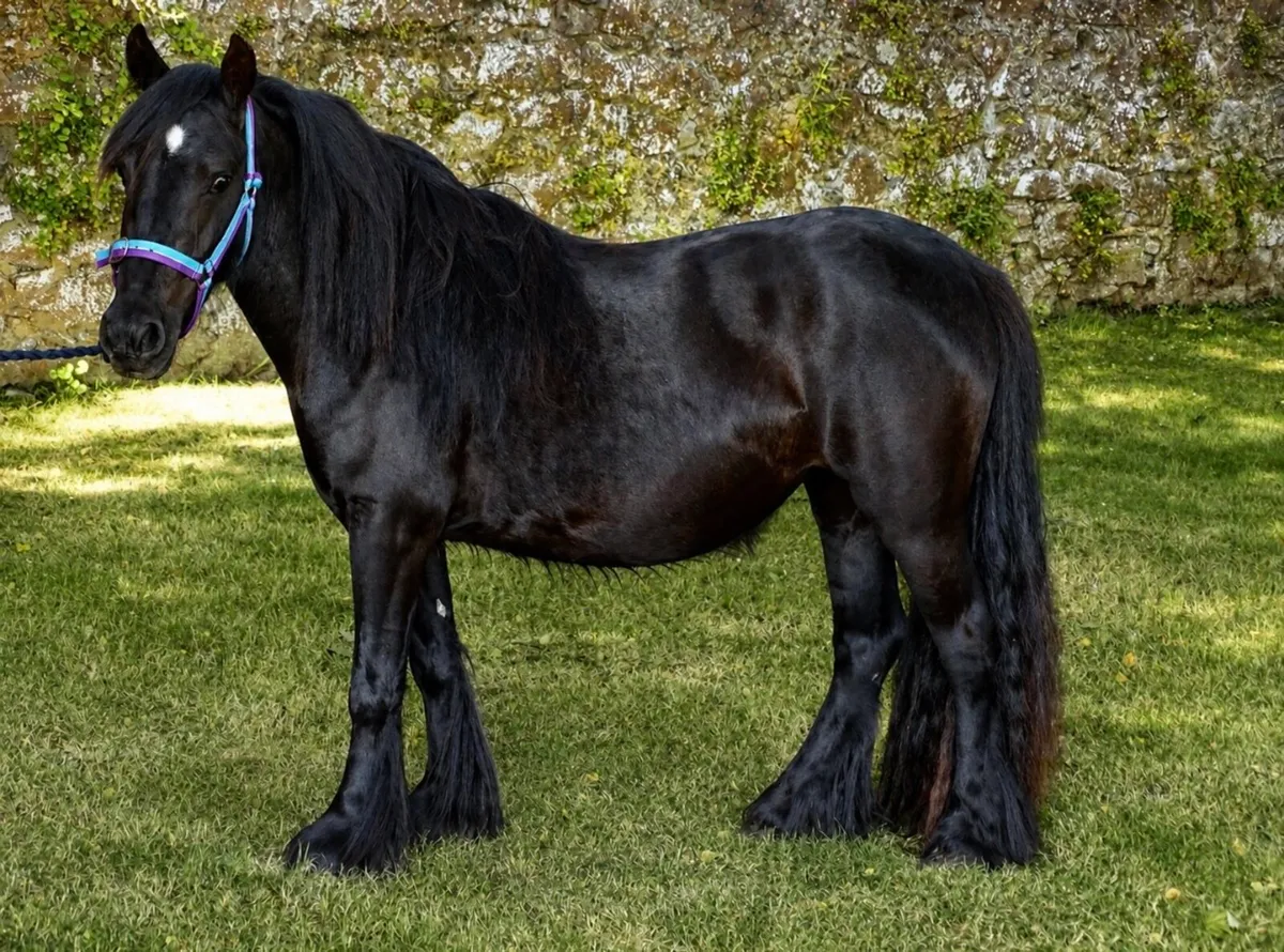 Proper little mare pony for sale - Image 4