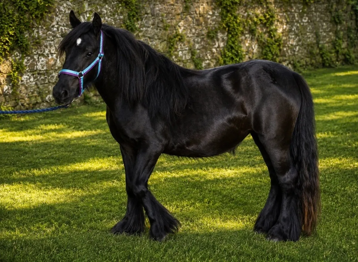 Proper little mare pony for sale - Image 2