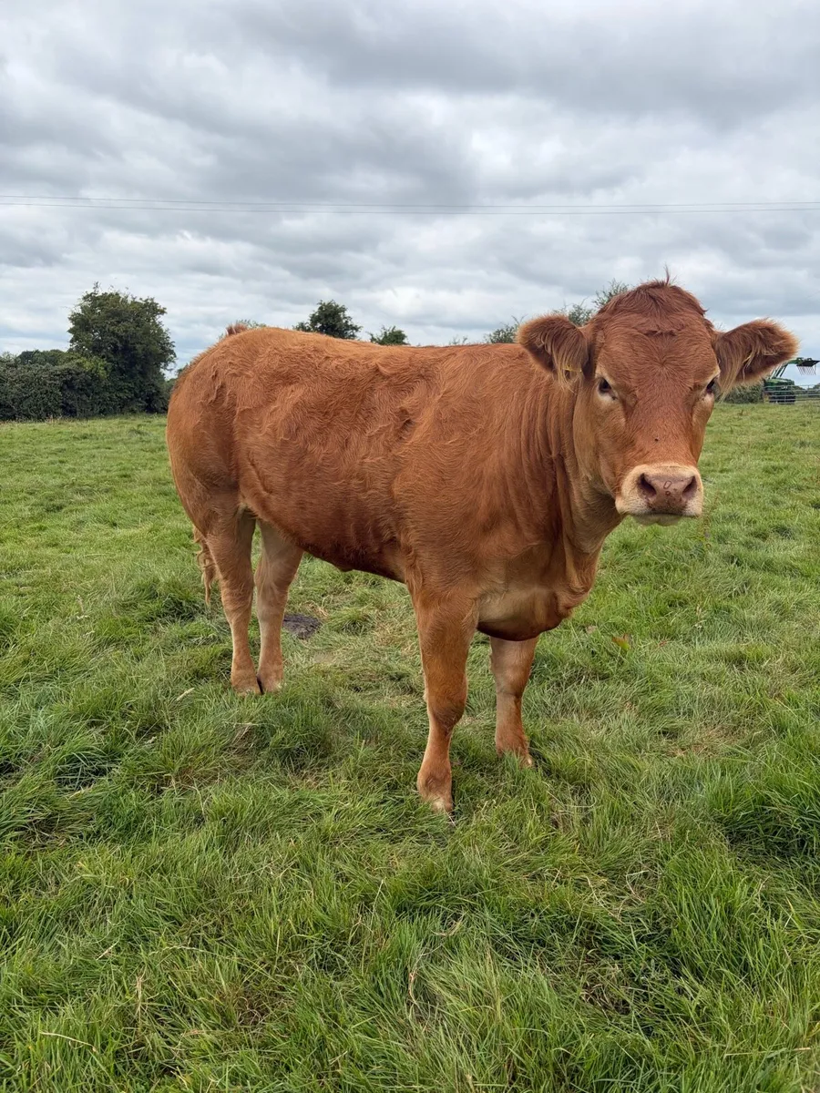 Pedigree Limousin Heifers - Image 3