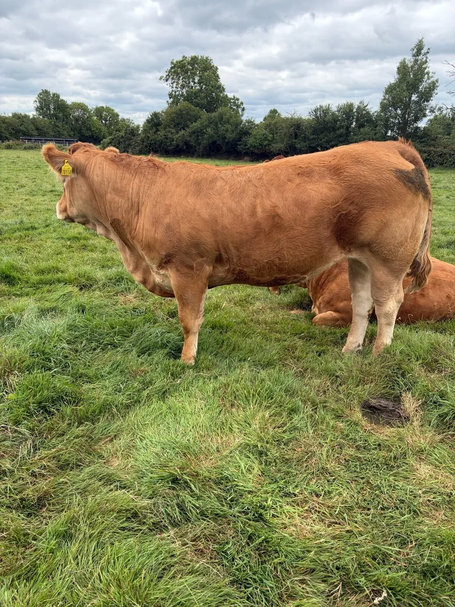 Pedigree Limousin Heifers - Image 4