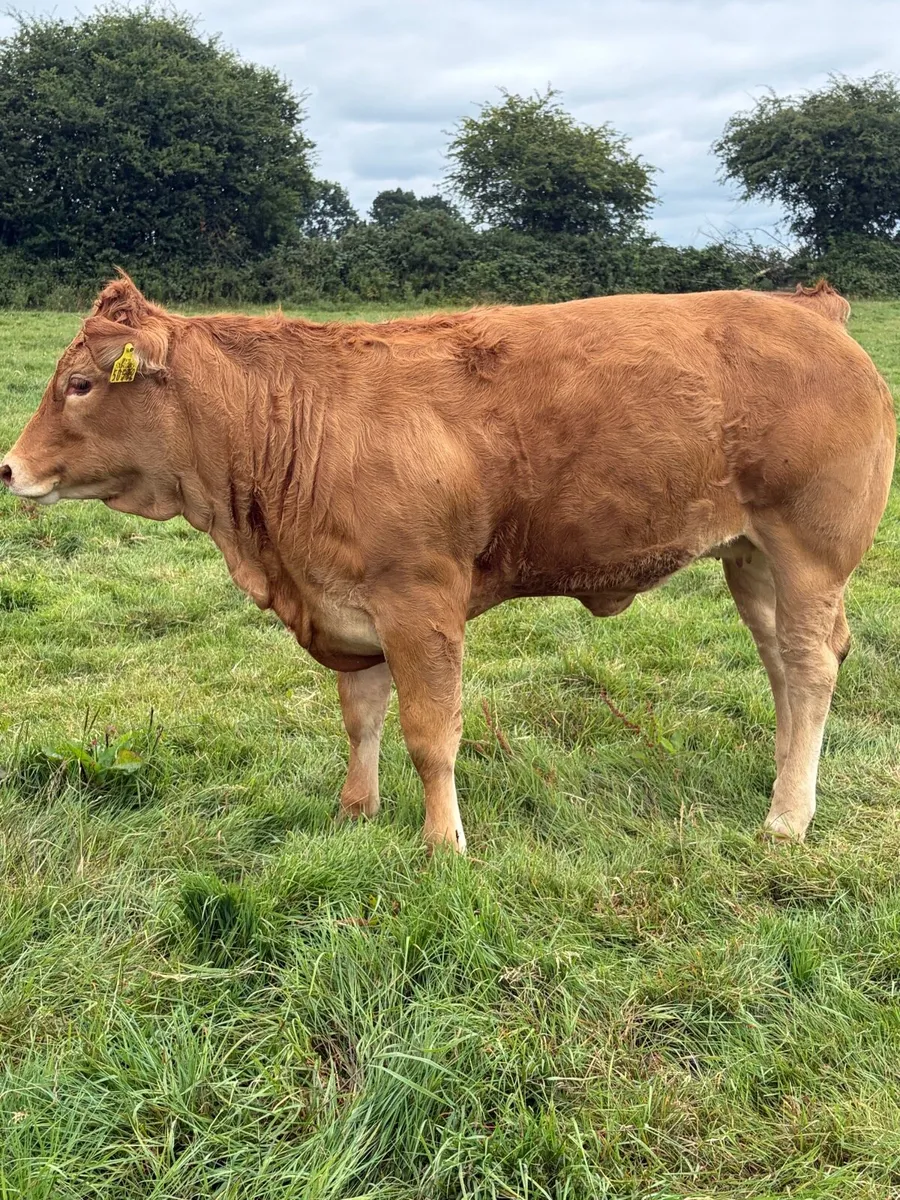 5 Star ⭐️ Pedigree Limousin Heifers - Image 1