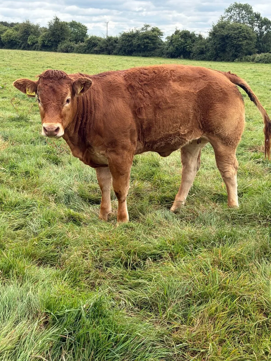 5 Star ⭐️ Pedigree Limousin Heifers - Image 2