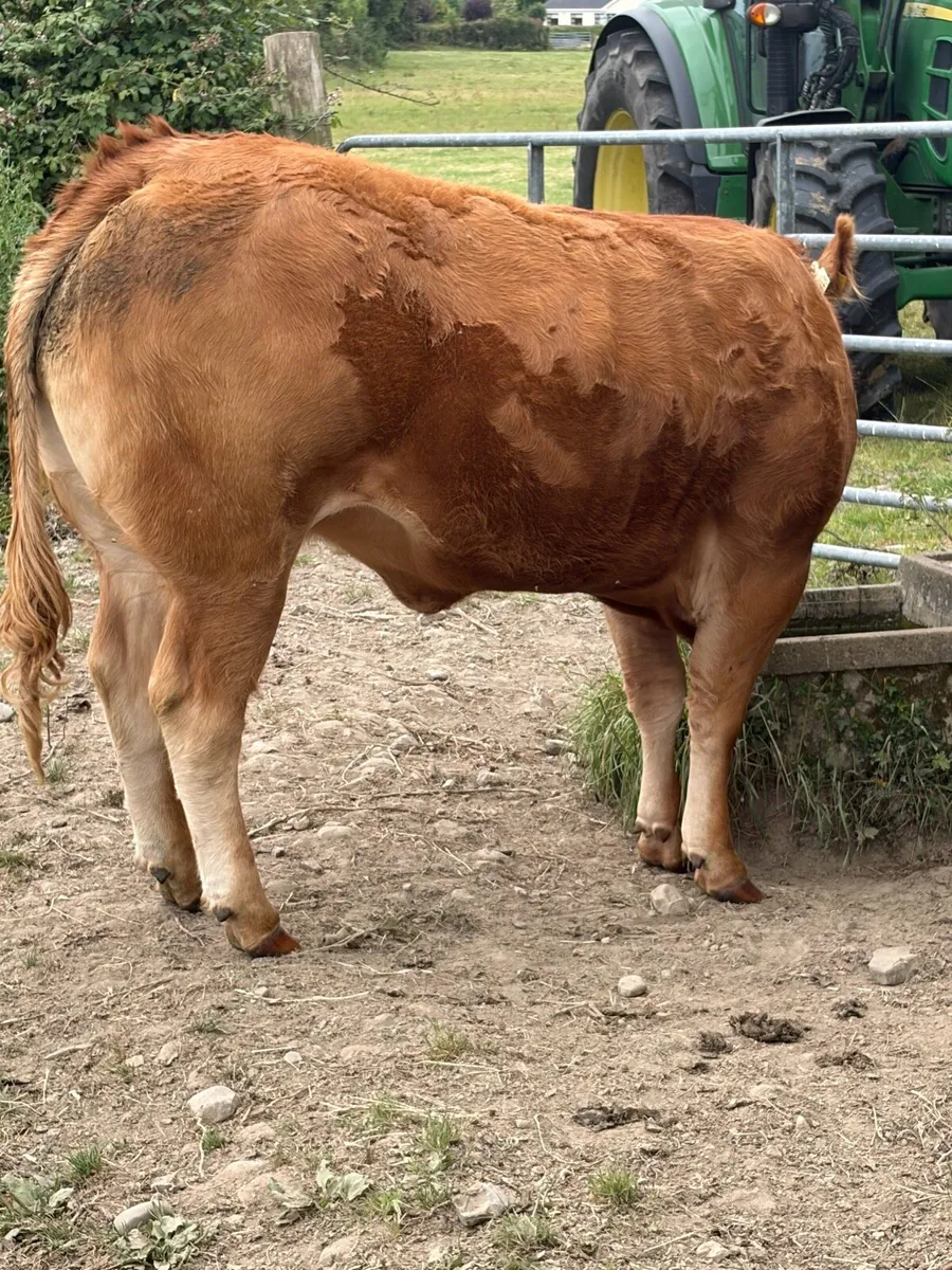 Pedigree Limousin Heifers - Image 1