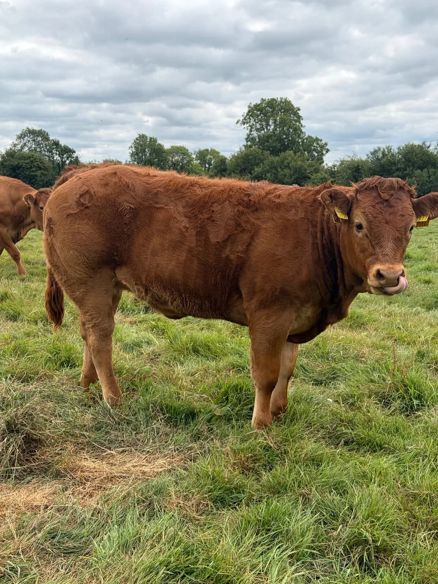 5 Star ⭐️ Pedigree Limousin Heifers - Image 4