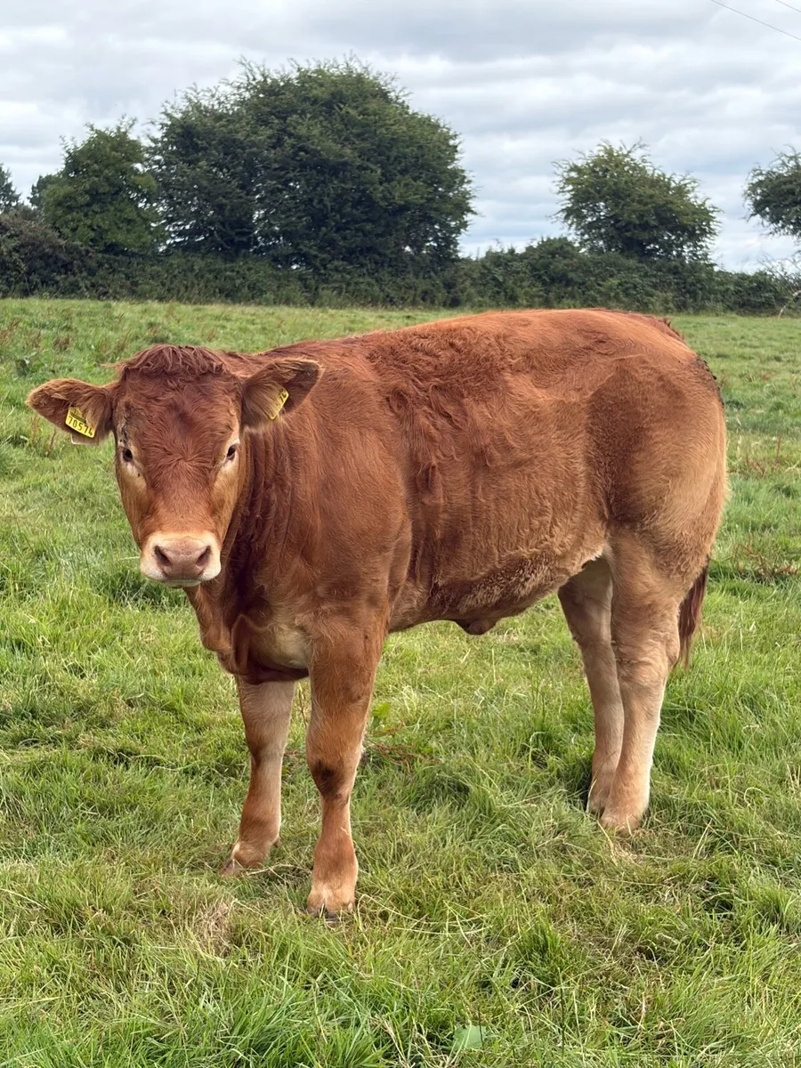 Pedigree Limousin Heifers - Image 2