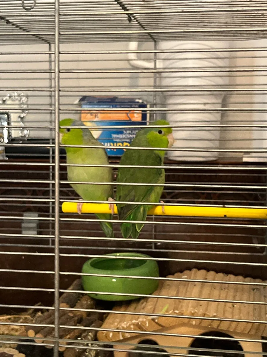 Cockatiel  and parrotlet- beautiful pairs - Image 2