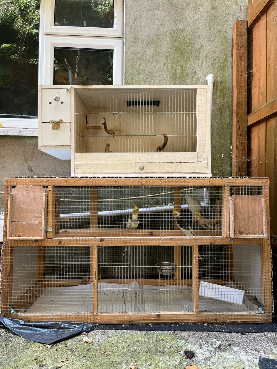 Cockatiel  and parrotlet- beautiful pairs - Image 3