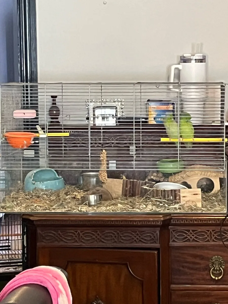 Cockatiel  and parrotlet- beautiful pairs - Image 4