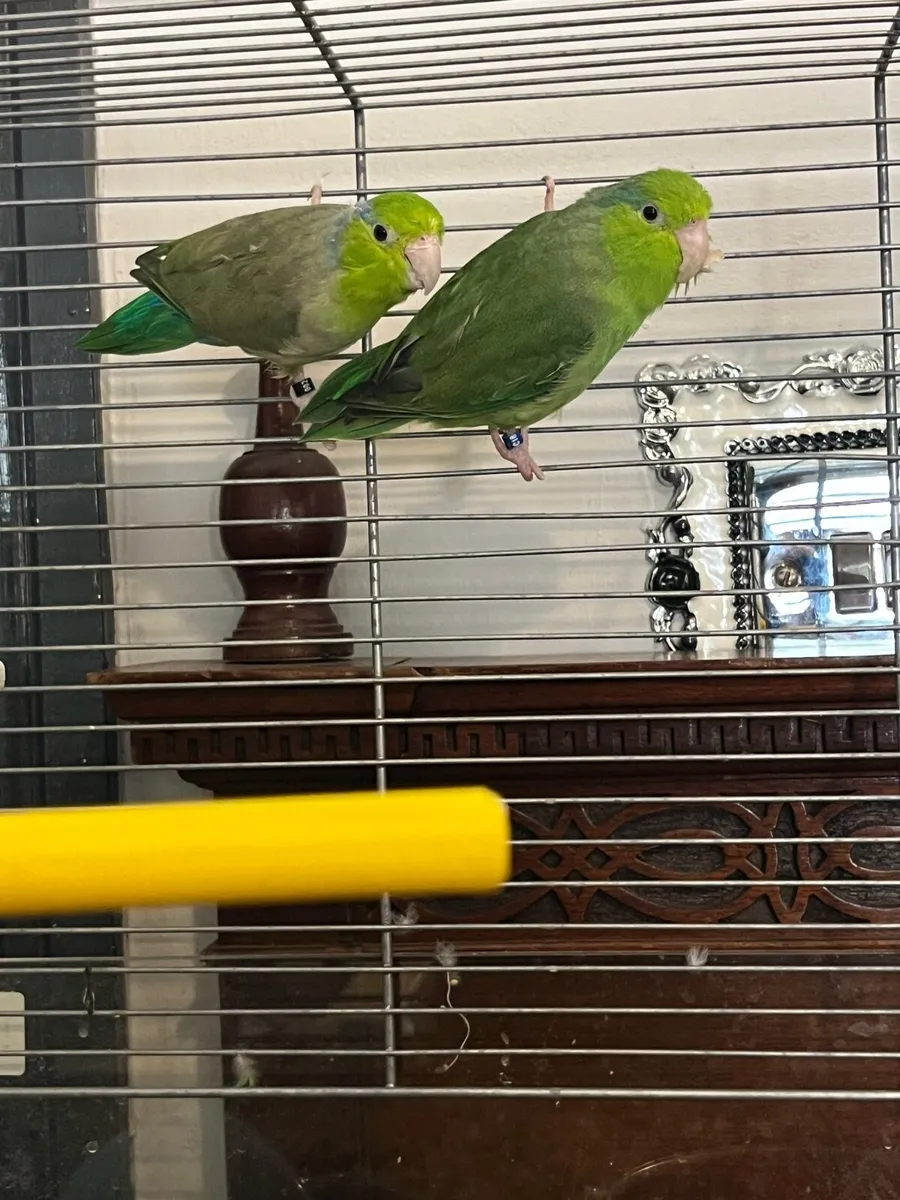 parrotlet- beautiful pairs - Image 3