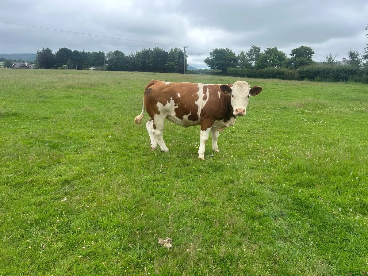 Cattle - Image 2