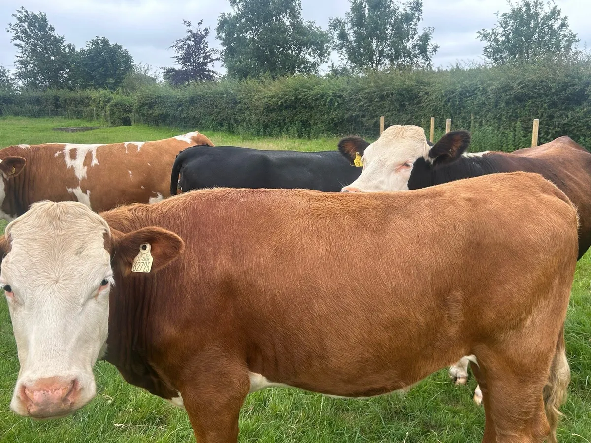 Cattle - Image 3