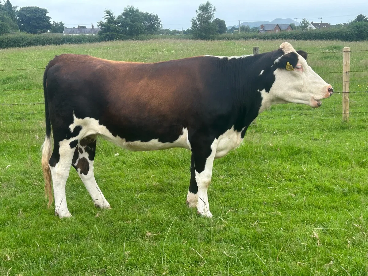 Cattle - Image 4