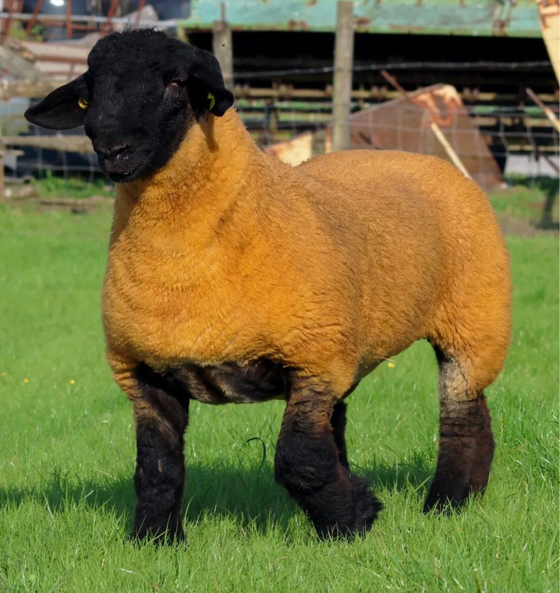 Suffolk Ram lambs - Image 2