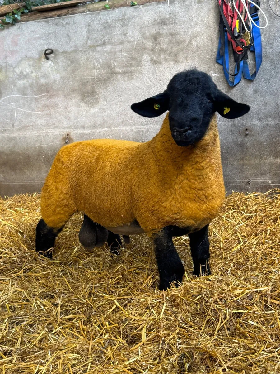 Suffolk Ram lambs - Image 3