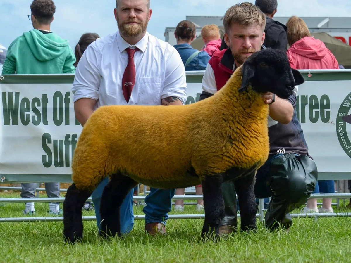 Suffolk Ram lambs - Image 4