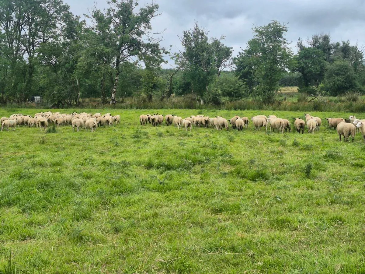 Organic Store lambs for sale - Image 4
