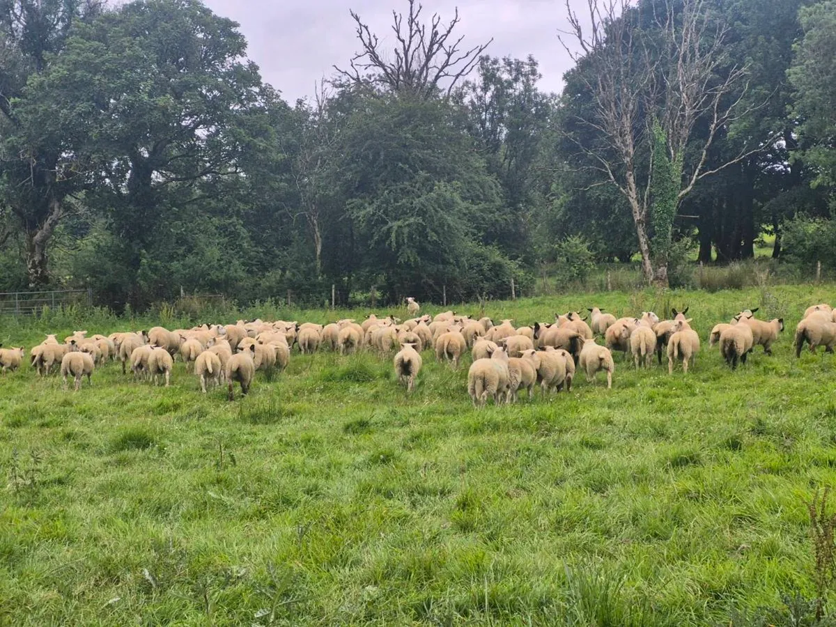 Organic Store lambs for sale - Image 2