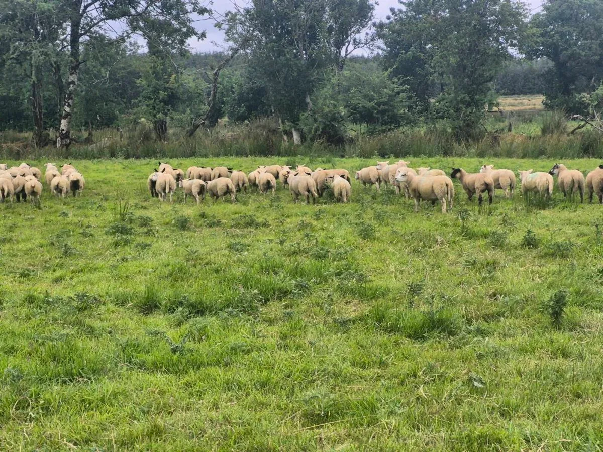 Organic Store lambs for sale - Image 3