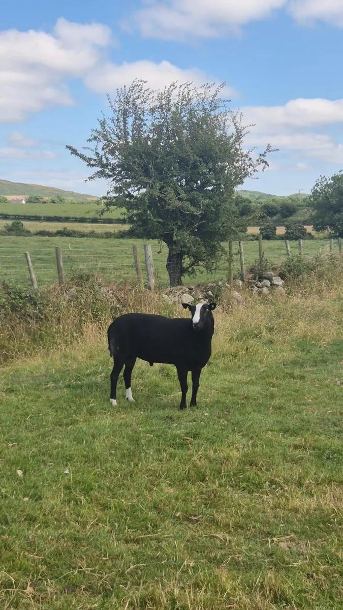 Zwartble Ram - Image 3
