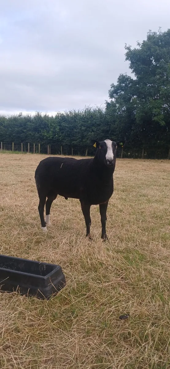 Zwartble Ram - Image 1