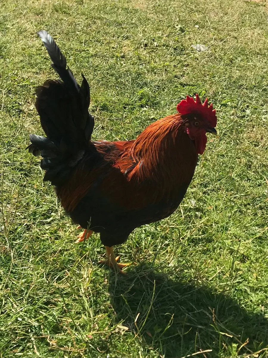 Roosters for free - Image 4