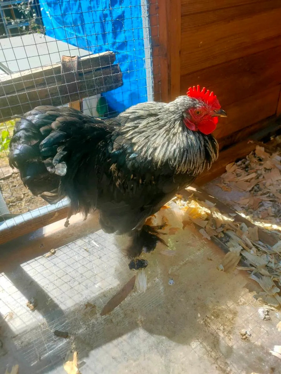 Roosters - Image 1