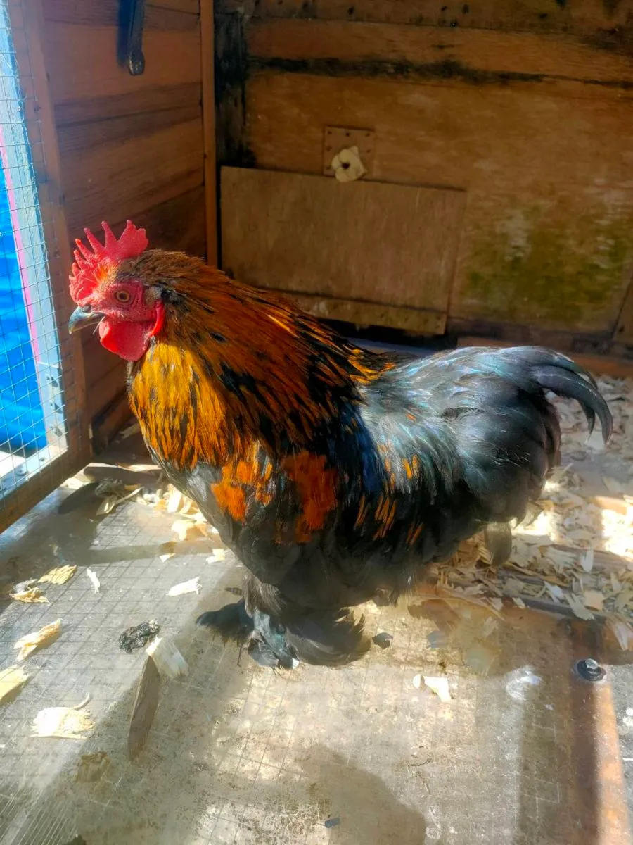 Roosters - Image 2