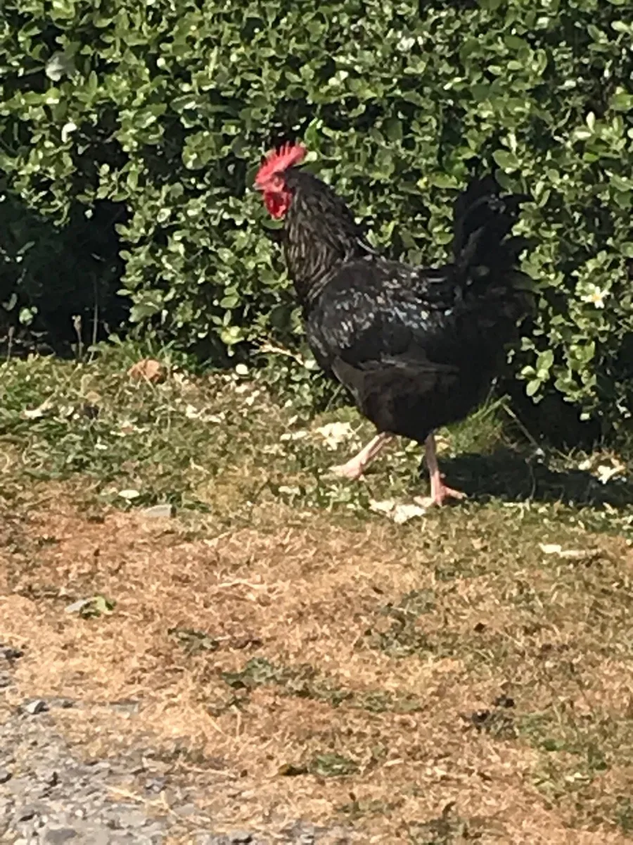 Roosters for free - Image 1