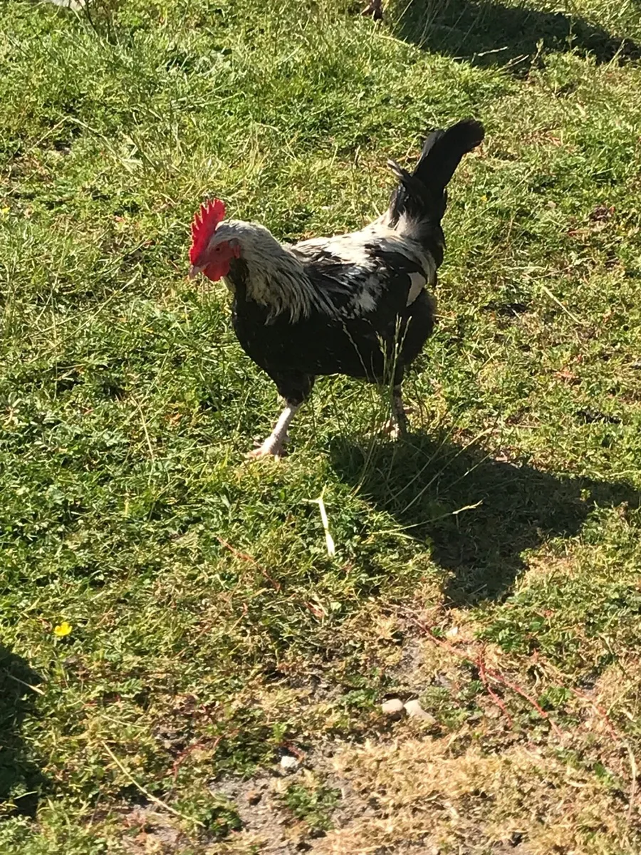 Roosters for free - Image 2