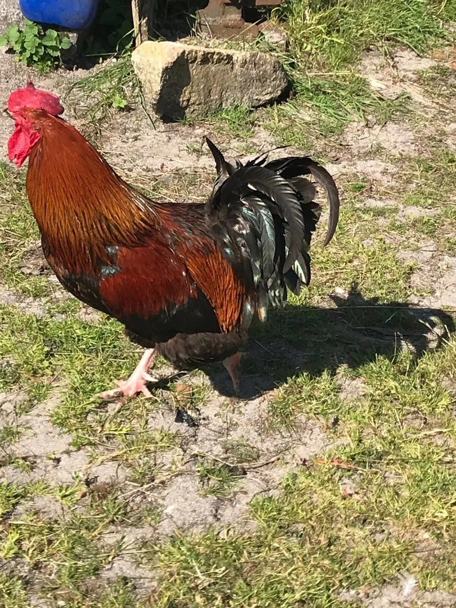 Roosters for free - Image 3