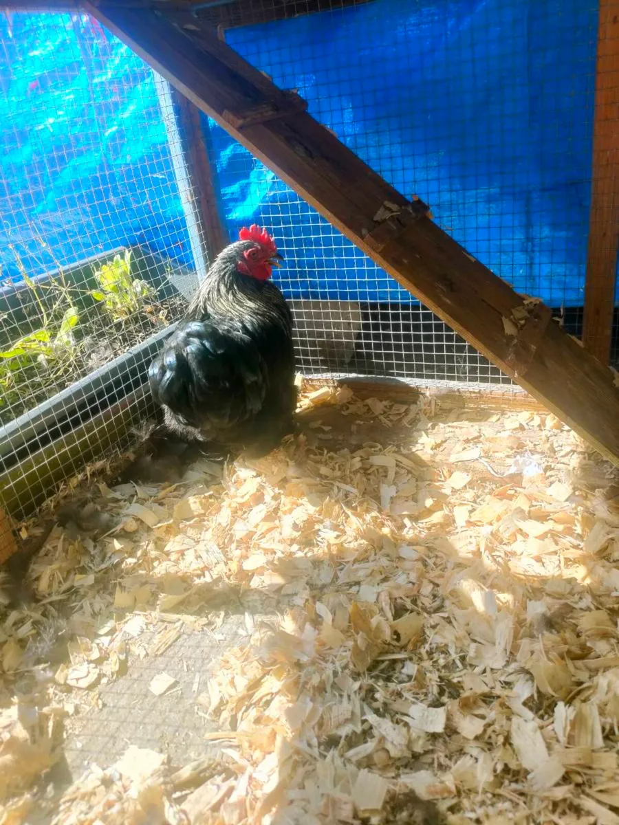 Roosters - Image 3